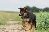 BERGER ALLEMAND 756